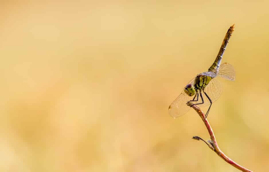Animal totem : la libellule sur une branche