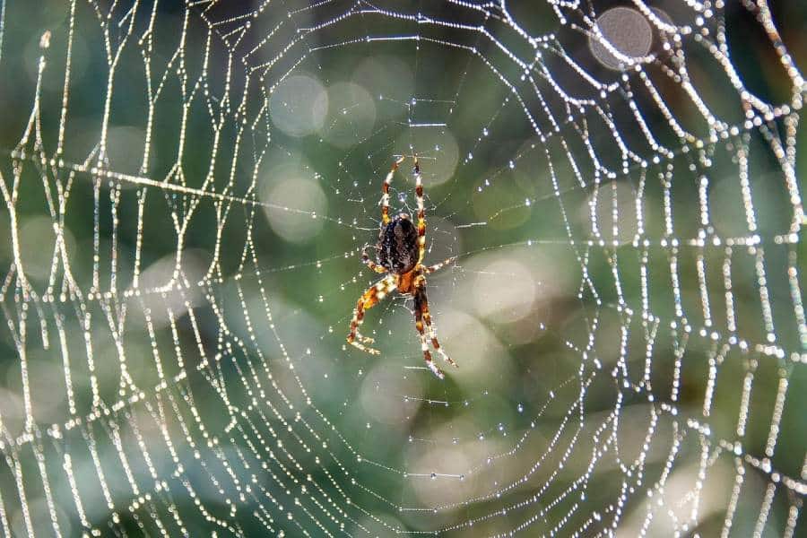 Une araignée et sa toile. Cette photo peut déclencher une phobie des araignées que l'hypnose aide à diminuer