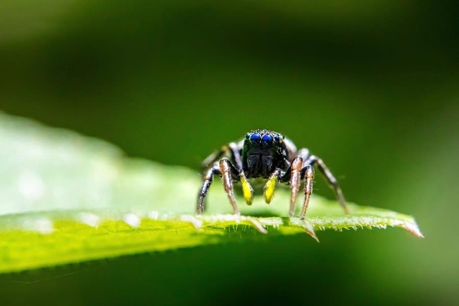Vaincre l’arachnophobie avec l’hypnose