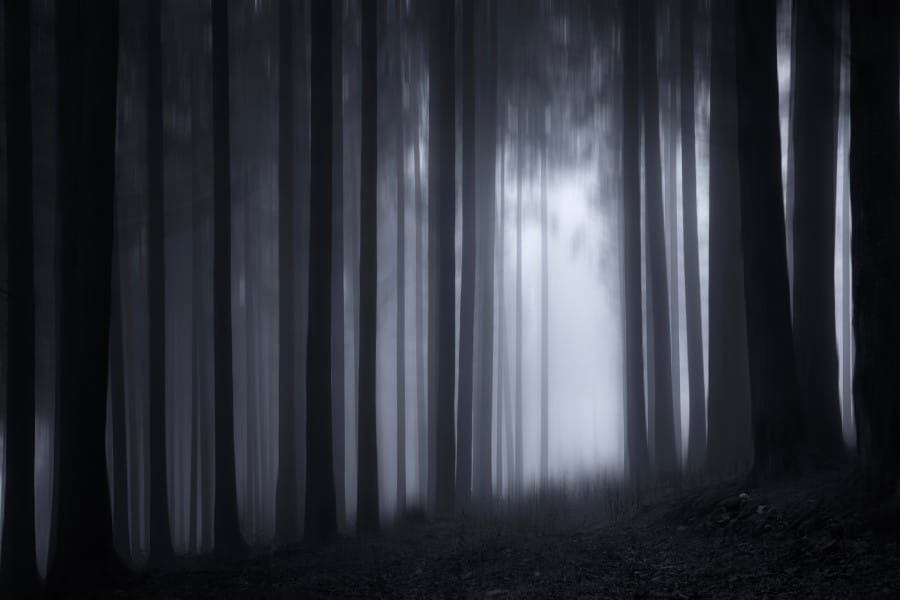 Une fôret sombre. Peur du noir chez certaines personnes.