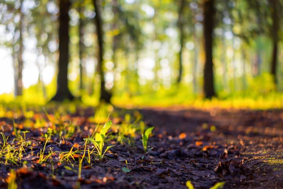 Gros plan sur la nature comme dans une sophro-balade